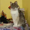 Отзыв от Алиса Фокина